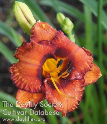 Daylily Gingerbread